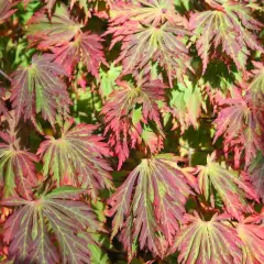 Érable du Japon 'Aconitifolium' - ACER palmatum 'Aconitifolium', érable japonais