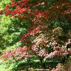 Érable du Japon 'Aconitifolium' - ACER palmatum 'Aconitifolium', érable japonais