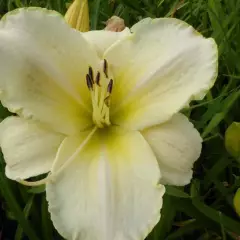 HEMEROCALLIS 'Arctic Snow' - Lis d'un jour, Hémérocalle