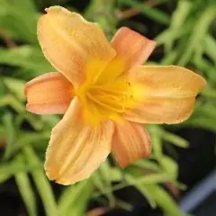 HEMEROCALLIS 'Baley Hay' - Hémérocalle, Lis d'un jour