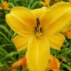 HEMEROCALLIS 'Chicago Sunrise' - Hémérocalle, Lis d'un jour