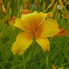 HEMEROCALLIS 'Chicago Sunrise' - Hémérocalle, Lis d'un jour