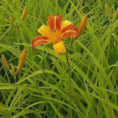 HEMEROCALLIS 'Frans Hals' - Hémérocalle, Lis d'un jour