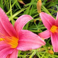 HEMEROCALLIS 'Pink Damask'