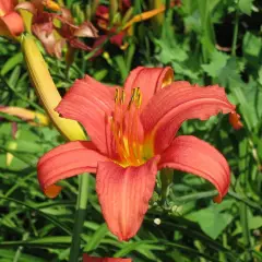 HEMEROCALLIS 'Pink Damask'