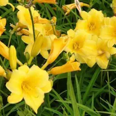 HEMEROCALLIS 'Stella de Oro' - Hémérocalle, Lis d'un jour