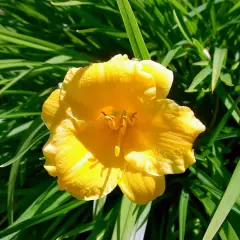 HEMEROCALLIS 'Stella de Oro' - Hémérocalle, Lis d'un jour