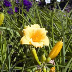 HEMEROCALLIS 'Stella de Oro' - Hémérocalle, Lis d'un jour