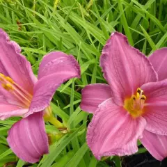 HEMEROCALLIS 'Summer Wine' - Hémérocalle, Lis d'un jour