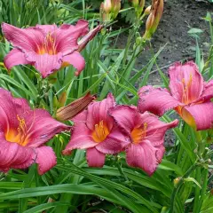 HEMEROCALLIS 'Summer Wine' - Hémérocalle, Lis d'un jour