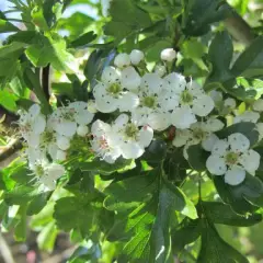 CRATAEGUS monogyna 'Stricta' - Aubépine fastigiée à fleurs 'Stricta'