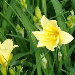 HEMEROCALLIS 'Lilioasphodelus' - Hémérocalle, Lis d'un jour