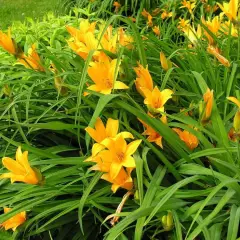 HEMEROCALLIS 'Lilioasphodelus' - Hémérocalle, Lis d'un jour