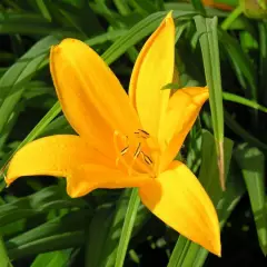 HEMEROCALLIS 'Lilioasphodelus' - Hémérocalle, Lis d'un jour