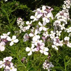 HESPERIS matronalis 'Alba' - Julienne