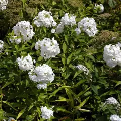 HESPERIS matronalis 'Alba' - Julienne