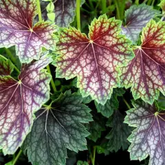 HEUCHERA 'Beauty Colour' - Heuchère