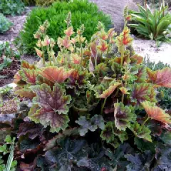 HEUCHERA 'Beauty Colour' - Heuchère