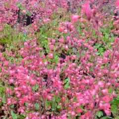 HEUCHERA brizoides 'Pluie de Feu' - Heuchère