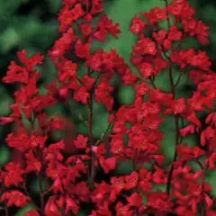 HEUCHERA brizoides 'Pluie de Feu' - Heuchère