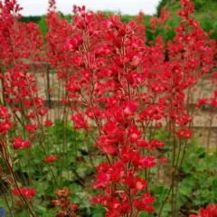 HEUCHERA brizoides 'Pluie de Feu' - Heuchère