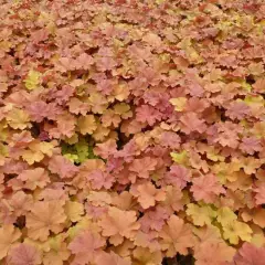 HEUCHERA 'Caramel'®