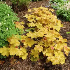 HEUCHERA 'Caramel'®