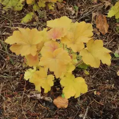 HEUCHERA 'Caramel'®