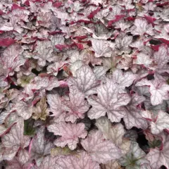 HEUCHERA 'Cascade Dawn' - Heuchère