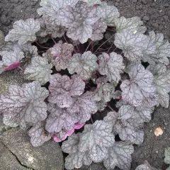 HEUCHERA 'Cascade Dawn' - Heuchère