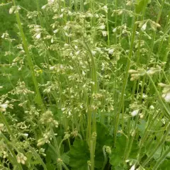 HEUCHERA brizoides 'Schneewittchen' - Heuchère