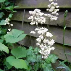 HEUCHERA brizoides 'Schneewittchen' - Heuchère