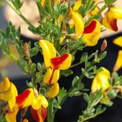 CYTISUS andreanus 'Splendens' - Genêt à balai, genêt 'Andreanus Splendens'