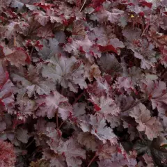 HEUCHERA 'Chocolate Ruffles' ® - Heuchère