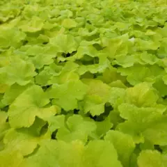 HEUCHERA 'Citronelle'®