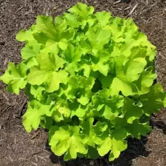 HEUCHERA 'Citronelle'®