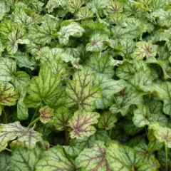 HEUCHERA 'Green Spice' - Heuchère