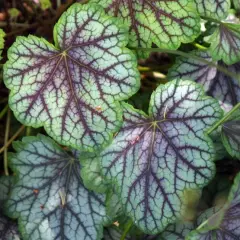 HEUCHERA 'Green Spice' - Heuchère