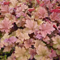 HEUCHERA 'Marmalade'®