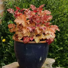 HEUCHERA 'Marmalade'®