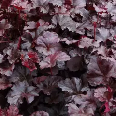 HEUCHERA 'Obsidian' ® - Heuchère