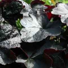 HEUCHERA 'Obsidian' ® - Heuchère