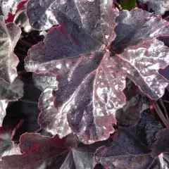 HEUCHERA 'Obsidian' ® - Heuchère