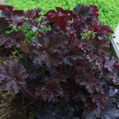 HEUCHERA micrantha 'Palace Purple' - Heuchère