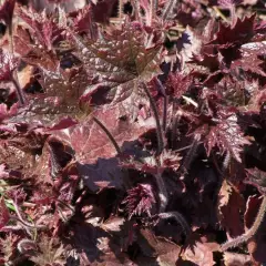 HEUCHERA micrantha 'Palace Purple' - Heuchère