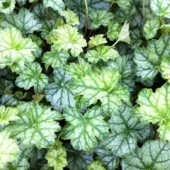 HEUCHERA 'Mint Frost' ®