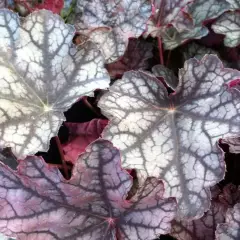 HEUCHERA 'Pewter Moon' - Heuchère