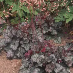 HEUCHERA 'Pewter Moon' - Heuchère