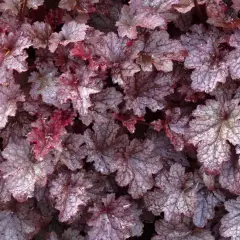 HEUCHERA 'Plum Pudding'®