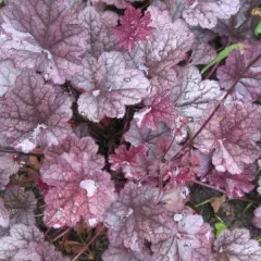 HEUCHERA 'Plum Pudding'®